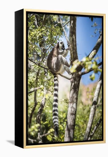 Ring-Tailed Lemur (Lemur Catta), Isalo National Park, Ihorombe Region, Southwest Madagascar, Africa-Matthew Williams-Ellis-Framed Premier Image Canvas