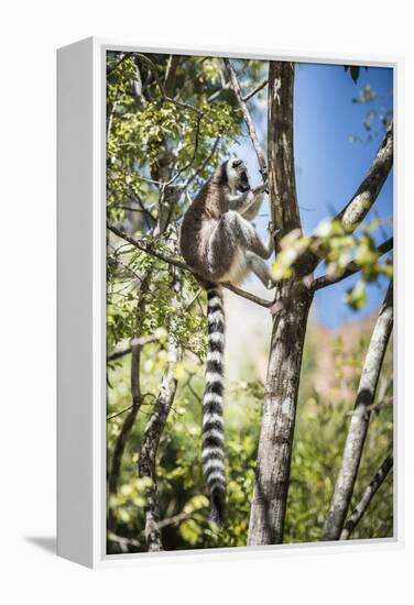 Ring-Tailed Lemur (Lemur Catta), Isalo National Park, Ihorombe Region, Southwest Madagascar, Africa-Matthew Williams-Ellis-Framed Premier Image Canvas