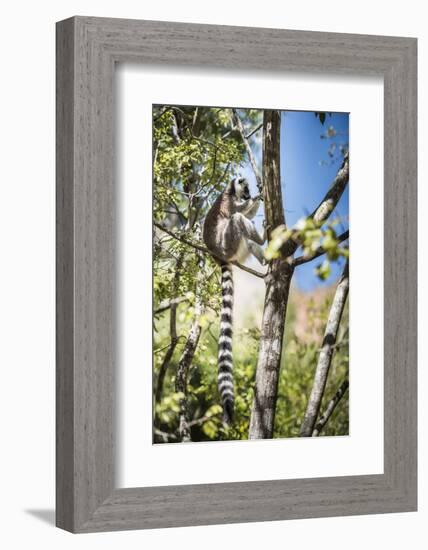 Ring-Tailed Lemur (Lemur Catta), Isalo National Park, Ihorombe Region, Southwest Madagascar, Africa-Matthew Williams-Ellis-Framed Photographic Print