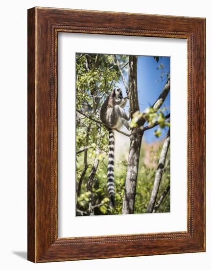 Ring-Tailed Lemur (Lemur Catta), Isalo National Park, Ihorombe Region, Southwest Madagascar, Africa-Matthew Williams-Ellis-Framed Photographic Print