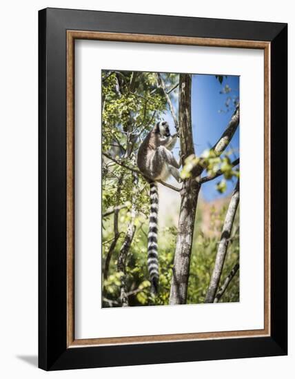 Ring-Tailed Lemur (Lemur Catta), Isalo National Park, Ihorombe Region, Southwest Madagascar, Africa-Matthew Williams-Ellis-Framed Photographic Print