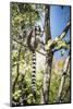 Ring-Tailed Lemur (Lemur Catta), Isalo National Park, Ihorombe Region, Southwest Madagascar, Africa-Matthew Williams-Ellis-Mounted Photographic Print