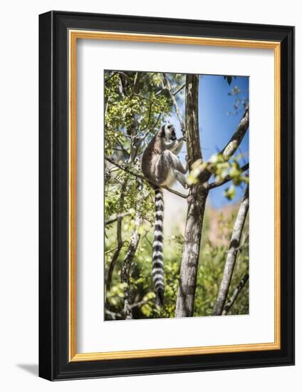 Ring-Tailed Lemur (Lemur Catta), Isalo National Park, Ihorombe Region, Southwest Madagascar, Africa-Matthew Williams-Ellis-Framed Photographic Print