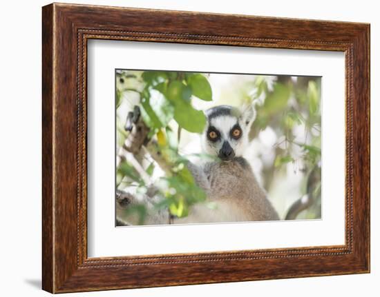 Ring-Tailed Lemur (Lemur Catta), Isalo National Park, Ihorombe Region, Southwest Madagascar, Africa-Matthew Williams-Ellis-Framed Photographic Print