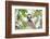 Ring-Tailed Lemur (Lemur Catta), Isalo National Park, Ihorombe Region, Southwest Madagascar, Africa-Matthew Williams-Ellis-Framed Photographic Print