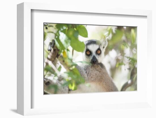 Ring-Tailed Lemur (Lemur Catta), Isalo National Park, Ihorombe Region, Southwest Madagascar, Africa-Matthew Williams-Ellis-Framed Photographic Print