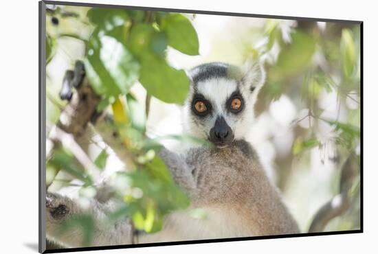 Ring-Tailed Lemur (Lemur Catta), Isalo National Park, Ihorombe Region, Southwest Madagascar, Africa-Matthew Williams-Ellis-Mounted Photographic Print