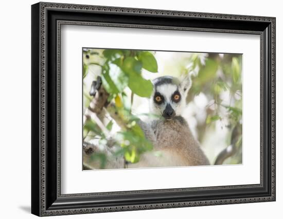 Ring-Tailed Lemur (Lemur Catta), Isalo National Park, Ihorombe Region, Southwest Madagascar, Africa-Matthew Williams-Ellis-Framed Photographic Print