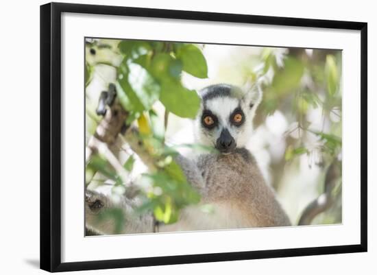 Ring-Tailed Lemur (Lemur Catta), Isalo National Park, Ihorombe Region, Southwest Madagascar, Africa-Matthew Williams-Ellis-Framed Photographic Print