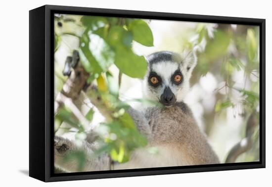 Ring-Tailed Lemur (Lemur Catta), Isalo National Park, Ihorombe Region, Southwest Madagascar, Africa-Matthew Williams-Ellis-Framed Premier Image Canvas