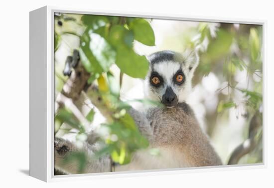 Ring-Tailed Lemur (Lemur Catta), Isalo National Park, Ihorombe Region, Southwest Madagascar, Africa-Matthew Williams-Ellis-Framed Premier Image Canvas