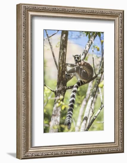 Ring-Tailed Lemur (Lemur Catta), Isalo National Park, Ihorombe Region, Southwest Madagascar, Africa-Matthew Williams-Ellis-Framed Photographic Print