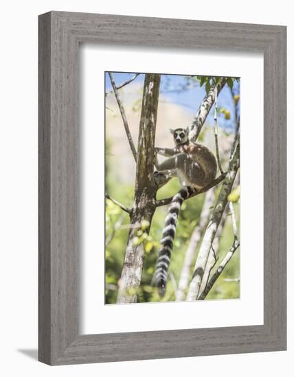 Ring-Tailed Lemur (Lemur Catta), Isalo National Park, Ihorombe Region, Southwest Madagascar, Africa-Matthew Williams-Ellis-Framed Photographic Print