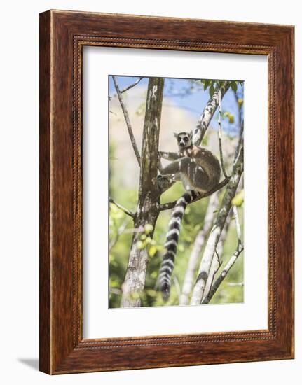 Ring-Tailed Lemur (Lemur Catta), Isalo National Park, Ihorombe Region, Southwest Madagascar, Africa-Matthew Williams-Ellis-Framed Photographic Print