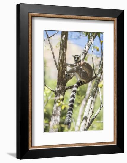 Ring-Tailed Lemur (Lemur Catta), Isalo National Park, Ihorombe Region, Southwest Madagascar, Africa-Matthew Williams-Ellis-Framed Photographic Print