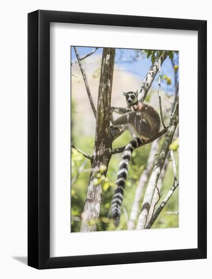 Ring-Tailed Lemur (Lemur Catta), Isalo National Park, Ihorombe Region, Southwest Madagascar, Africa-Matthew Williams-Ellis-Framed Photographic Print