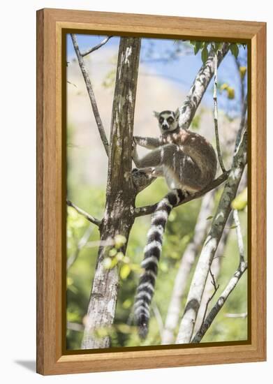 Ring-Tailed Lemur (Lemur Catta), Isalo National Park, Ihorombe Region, Southwest Madagascar, Africa-Matthew Williams-Ellis-Framed Premier Image Canvas