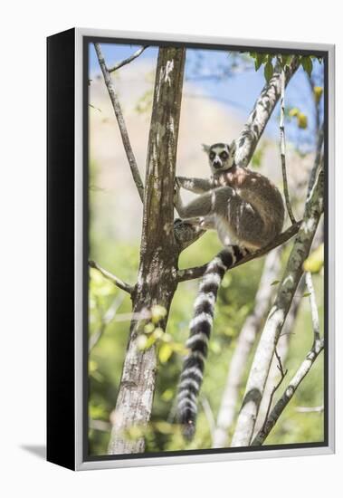 Ring-Tailed Lemur (Lemur Catta), Isalo National Park, Ihorombe Region, Southwest Madagascar, Africa-Matthew Williams-Ellis-Framed Premier Image Canvas