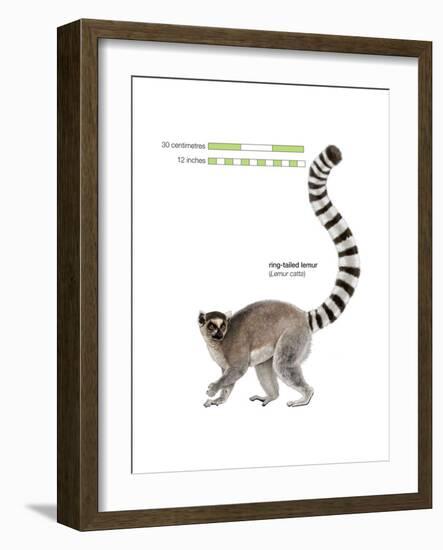 Ring-Tailed Lemur (Lemur Catta), Mammals-Encyclopaedia Britannica-Framed Art Print