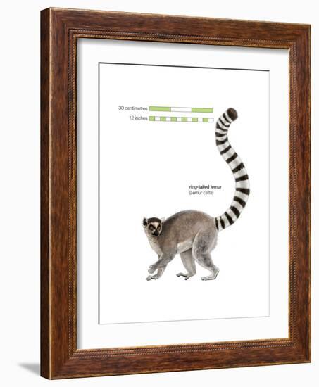 Ring-Tailed Lemur (Lemur Catta), Mammals-Encyclopaedia Britannica-Framed Art Print