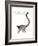 Ring-Tailed Lemur (Lemur Catta), Mammals-Encyclopaedia Britannica-Framed Art Print