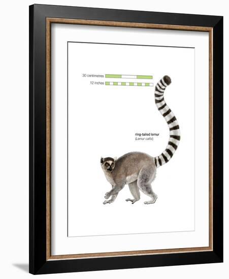 Ring-Tailed Lemur (Lemur Catta), Mammals-Encyclopaedia Britannica-Framed Art Print