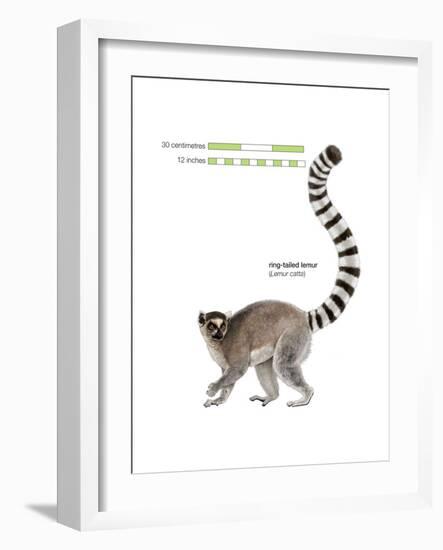 Ring-Tailed Lemur (Lemur Catta), Mammals-Encyclopaedia Britannica-Framed Art Print