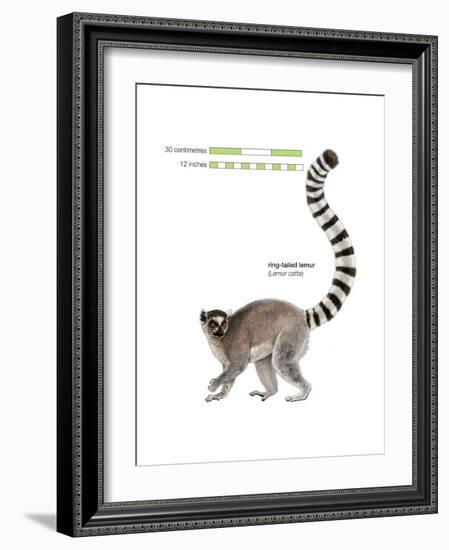 Ring-Tailed Lemur (Lemur Catta), Mammals-Encyclopaedia Britannica-Framed Art Print