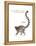 Ring-Tailed Lemur (Lemur Catta), Mammals-Encyclopaedia Britannica-Framed Stretched Canvas