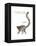 Ring-Tailed Lemur (Lemur Catta), Mammals-Encyclopaedia Britannica-Framed Stretched Canvas