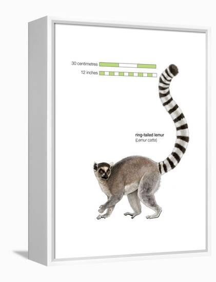 Ring-Tailed Lemur (Lemur Catta), Mammals-Encyclopaedia Britannica-Framed Stretched Canvas