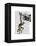 Ring Tailed Lemur on Finger-Fab Funky-Framed Stretched Canvas