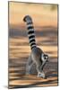 Ring-Tailed Lemur Walking with Tail Up-null-Mounted Photographic Print