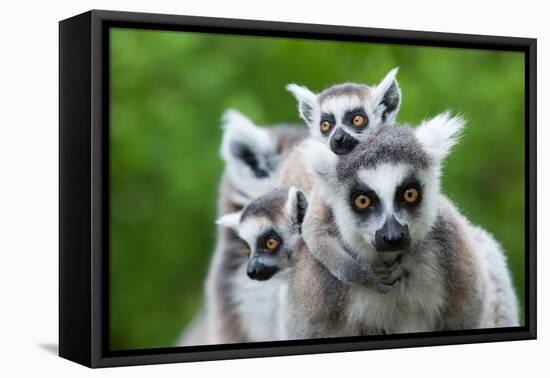 Ring-Tailed Lemur with Her Cute Babies-Enjoylife2-Framed Premier Image Canvas