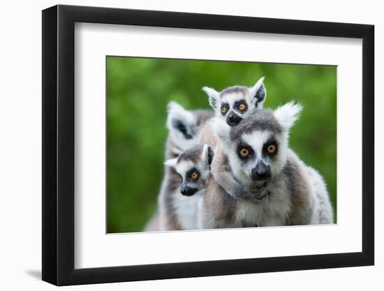 Ring-Tailed Lemur with Her Cute Babies-Enjoylife2-Framed Photographic Print