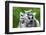Ring-Tailed Lemur with Her Cute Babies-Enjoylife2-Framed Photographic Print