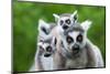 Ring-Tailed Lemur with Her Cute Babies-Enjoylife2-Mounted Photographic Print