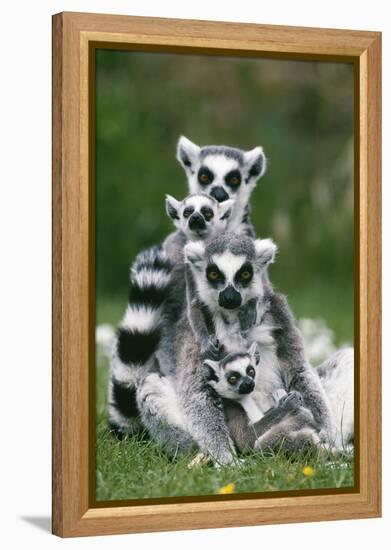 Ring-Tailed Lemur with Young-null-Framed Premier Image Canvas