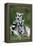 Ring-Tailed Lemur with Young-null-Framed Premier Image Canvas