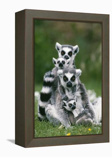 Ring-Tailed Lemur with Young-null-Framed Premier Image Canvas