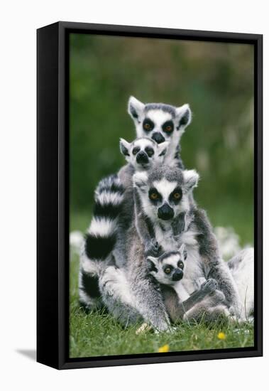 Ring-Tailed Lemur with Young-null-Framed Premier Image Canvas