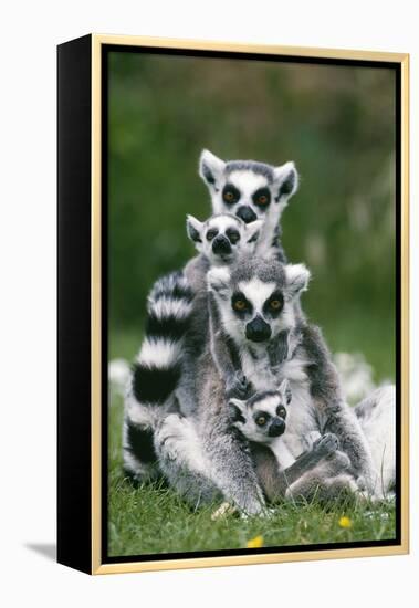 Ring-Tailed Lemur with Young-null-Framed Premier Image Canvas