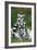 Ring-Tailed Lemur with Young-null-Framed Photographic Print