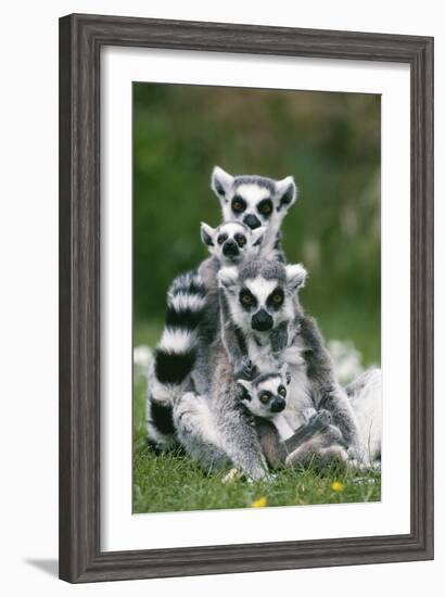 Ring-Tailed Lemur with Young-null-Framed Photographic Print