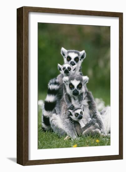 Ring-Tailed Lemur with Young-null-Framed Photographic Print