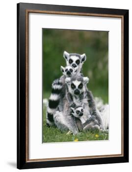 Ring-Tailed Lemur with Young-null-Framed Photographic Print