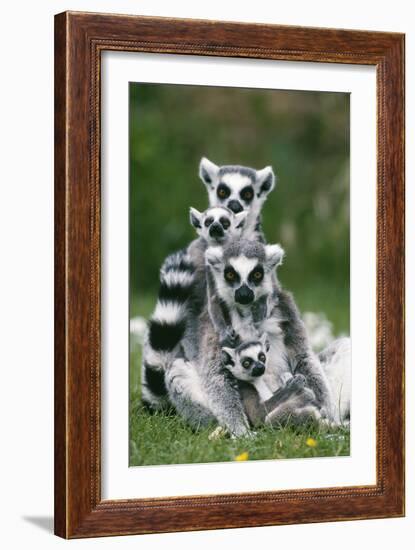 Ring-Tailed Lemur with Young-null-Framed Photographic Print