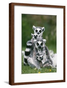 Ring-Tailed Lemur with Young-null-Framed Photographic Print