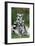 Ring-Tailed Lemur with Young-null-Framed Photographic Print