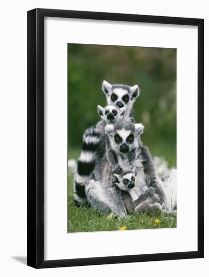 Ring-Tailed Lemur with Young-null-Framed Photographic Print